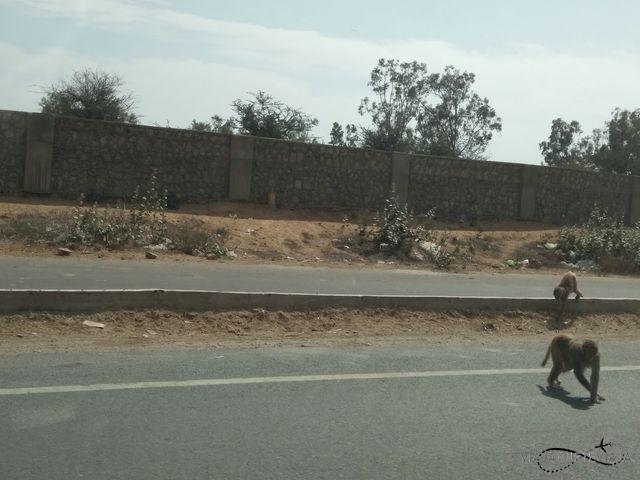 Ciudad rosa de Jaipur 3