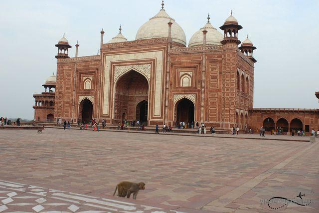 Taj Mahal 15